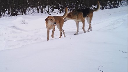 Бродячие собаки начали наступление на Воронежский биосферный заповедник