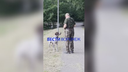 В Воронеже хозяину агрессивного курцхаара пригрозили штрафом 