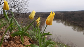 Тюльпан Шренка зацвёл в Хопёрском заповеднике