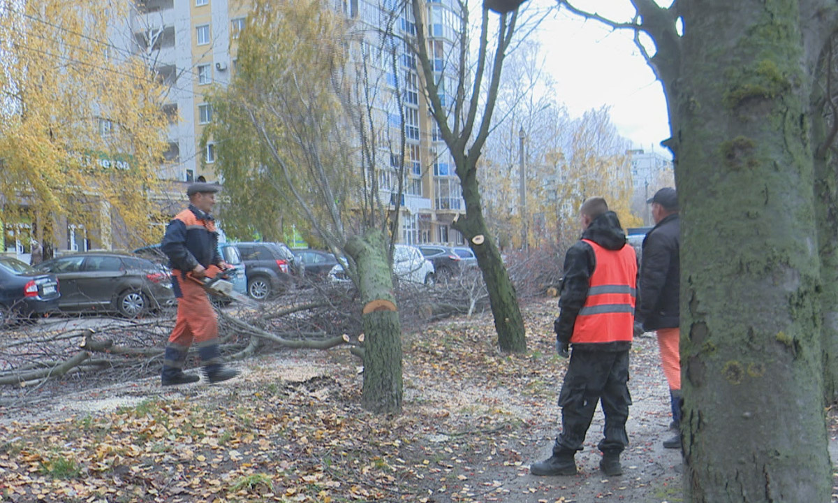 Уничтожено 149 деревьев. Аллея на 60-й Армии в Воронеже лишилась почти  половины рябин – Новости Воронежа и Воронежской области – Вести Воронеж