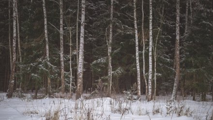 Потепление до +4 спрогнозировали воронежские синоптики на рабочей неделе