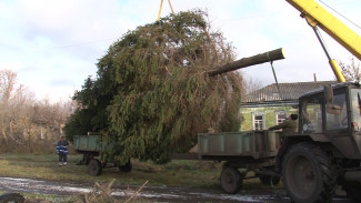 Операция «Ель». Воронежскому райцентру отдали в дар главный символ Нового года