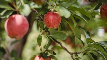 Воронежцы потребовали отказаться от застройки яблоневых садов