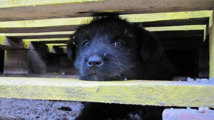 Под Воронежем пьяный мужчина на глазах у детей устроил расправу над щенками