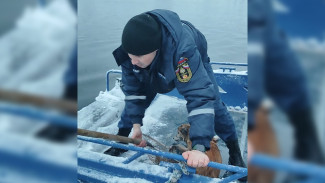 В Воронеже спасатели помогли провалившейся под лёд собаке