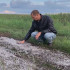 Град уничтожил часть урожая пшеницы в нескольких районах Воронежской области