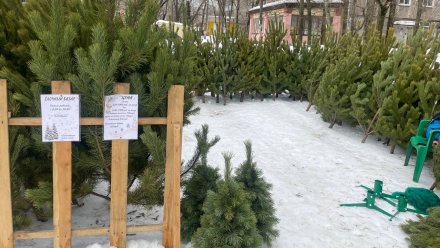 Стали известны цены на новогодние ёлки на базарах в Воронеже