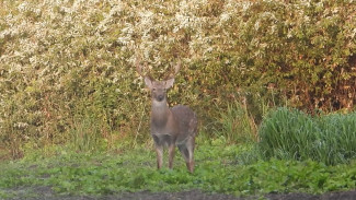 Воронежцев предупредили об агрессивных лосях и оленях