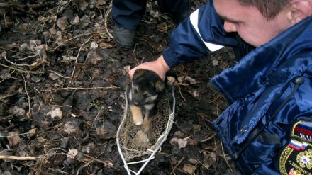 В Воронеже спасатели достали провалившихся в узкую трубу 3 щенков