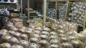 70 тонн опасного мяса для шаурмы изъяли в Воронеже