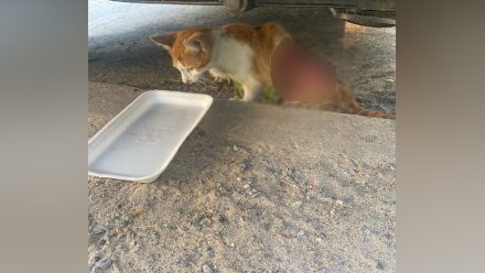 В Воронежской области живодёр отрезал котёнку кусок шкуры и две лапы
