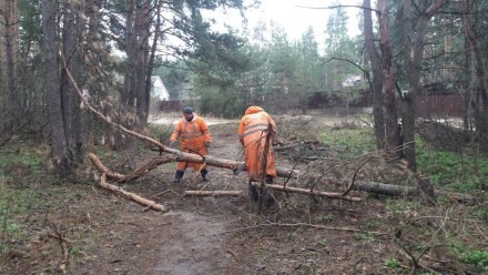 В воронежском парке вырубят сосны