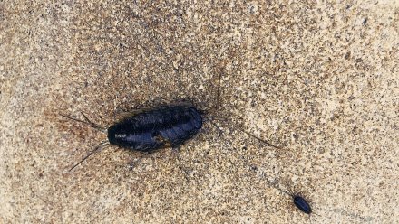 Жителей воронежского райцентра атаковали огромные чёрные тараканы