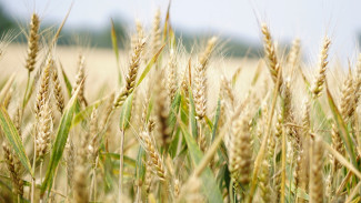В Воронежской области построят завод по переработке пшеницы и производству глютена 