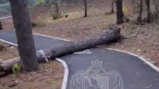 В Воронеже дерево рухнуло на велодорожку из-за сильного ветра