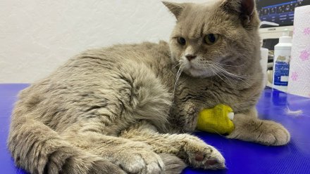 Кошки из воронежского котокафе пошли на поправку после пожара