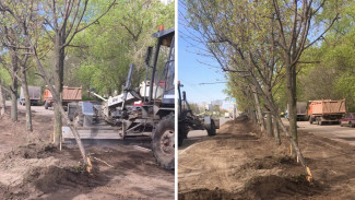 Неопытный тракторист поломал деревья при посадке газона в Воронеже