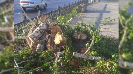 В Воронеже число упавших деревьев во время урагана выросло до 80