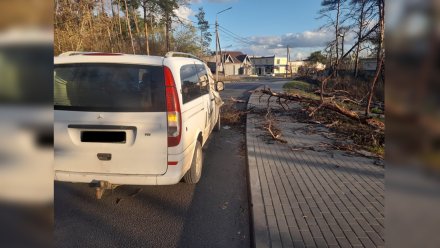 Водитель наехал на упавшее на дорогу дерево в Воронеже