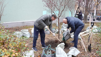 В воронежском сквере Никитина высадили сирень и клёны