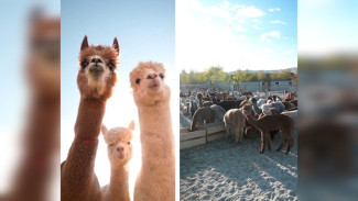 Воронежцам показали на видео 250 чилийских альпак из «Белого колодца»