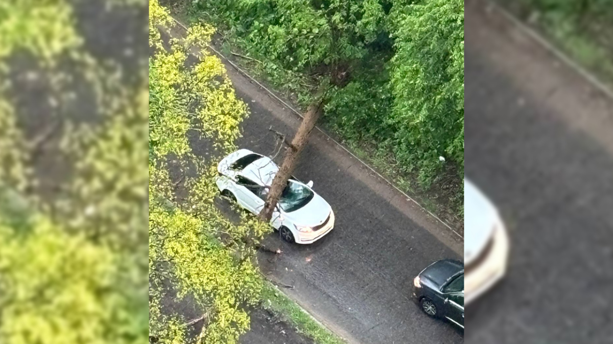 В Воронеже дерево смяло ехавшую по дороге машину в ЖК «Грин Парк» – Новости  Воронежа и Воронежской области – Вести Воронеж