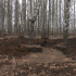 Следственный комитет заинтересовался вырубкой деревьев в Семилуках