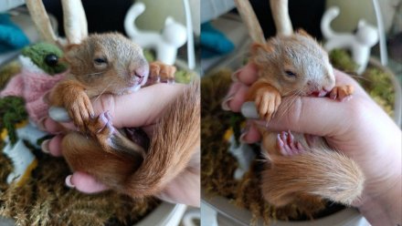 В воронежском парке у вороны отбили двух выпавших из гнезда бельчат