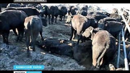 Тему массовой гибели племенных коров подняли на заседании Госдумы
