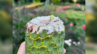 В воронежском ботсаду впервые в России в искусственных условиях вырастили семена монстеры