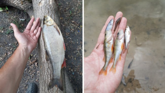 Эксперты взяли пробы воды в воронежской Россоши после массовой гибели рыбы