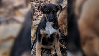 МВД ответило на жалобы воронежцев о догхантерах в микрорайоне Новый Бомбей