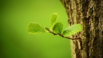 Несбывшиеся мечты. Осуществления каких проектов воронежцы так и не увидели в 2017 году