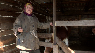Успокоительное для коров. Как воронежская пенсионерка попала под дело за отвар из конопли