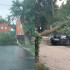 Шесть деревьев рухнули в Воронеже во время сильного ветра