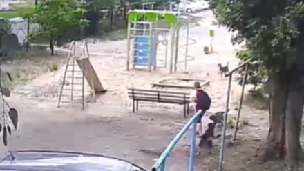 Нападение стаи собак на мальчика в Воронеже дошло до главы СКР
