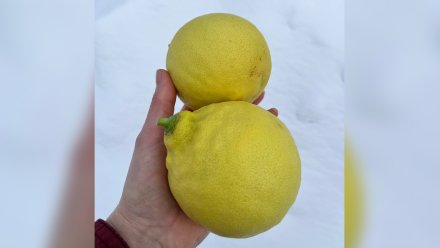 В воронежском Ботсаду дозревают огромные лимоны