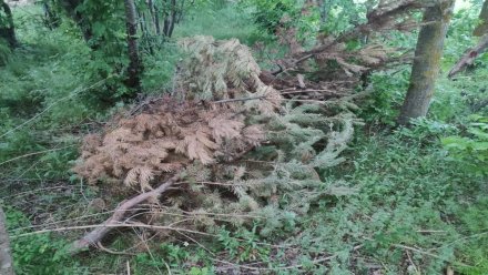 Прикрытый ветками труп утопленника нашли в лесополосе в Воронежской области