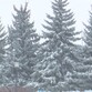 В Воронежской области перед Крещением усилятся морозы