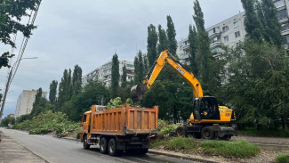 Более 300 деревьев высадят на площадке бывшей ярмарки на улице 60 Армии