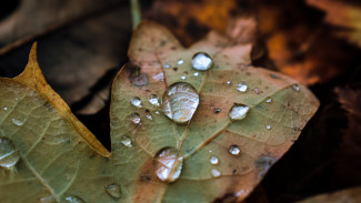 Выходные в Воронеже будут тёплыми и дождливыми