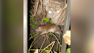 Огромные крысы свили гнездо на дереве в центре Воронежа: появилось видео