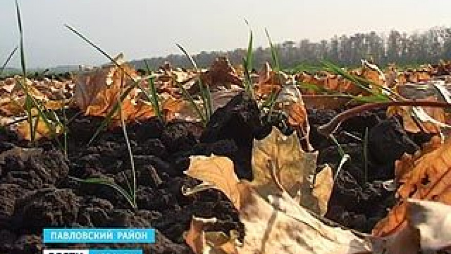 Воронежские аграрии подсчитывают убытки - озимые не всходят из-за засухи