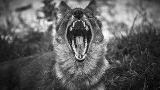 Карантин по бешенству ввели до февраля в воронежском селе