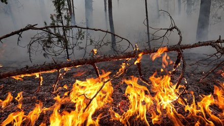 В 18 районах Воронежской области установилась высокая степень пожарной опасности
