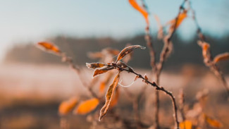 Московский синоптик рассказал, почему опаздывает воронежская зима