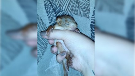 Выпавшего из гнезда в воронежском парке бельчонка отправили на лечение