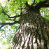 Древний воронежский дуб поборется за звание «Российское дерево года»