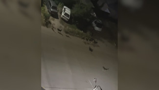Стая собак атаковала воронежский ЖК на Левом берегу
