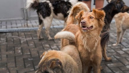 Собак из скандально известной «Доры» начали переселять в приют под Воронежем